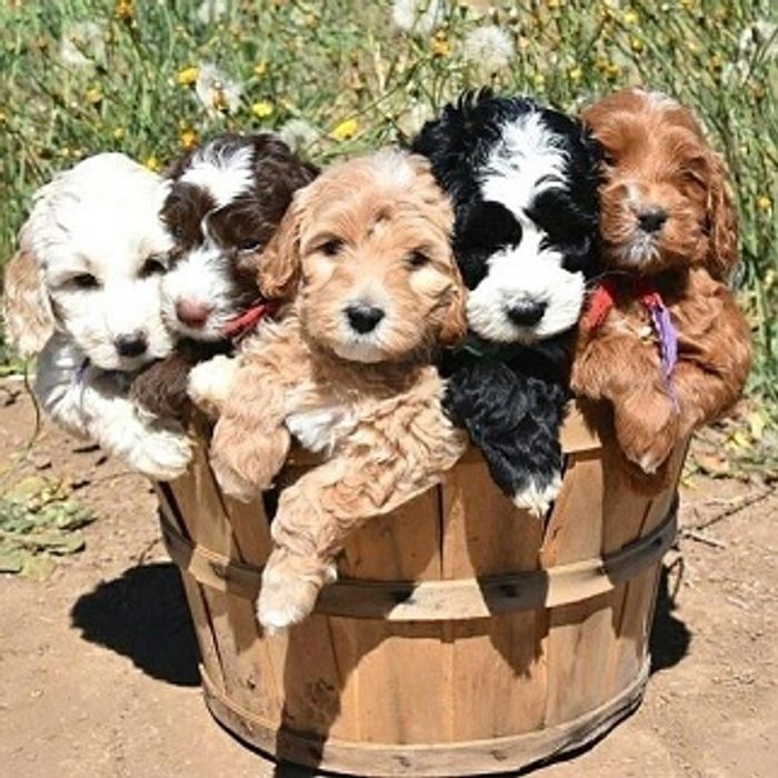 Labradoodle Breeders in North Carolina [2024] List of 5 Local Breeders